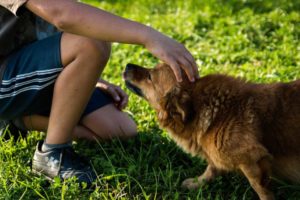 Announcing the New Dog Training Method To Make Training Fun And Enjoyable