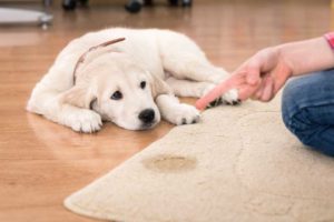 7 Tips to Housebreak Your Dog in 7 Days. Finally, Stop the Stink!