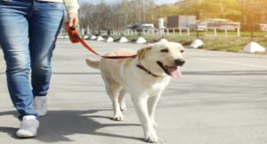 Does Your Dog Embarrass You While Walking On A Leash?