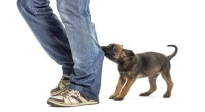 Stop Puppy Biting: The Why And The How