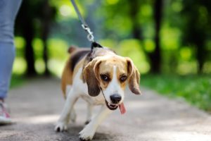Whose Fault is it When Your Dog Disobeys?