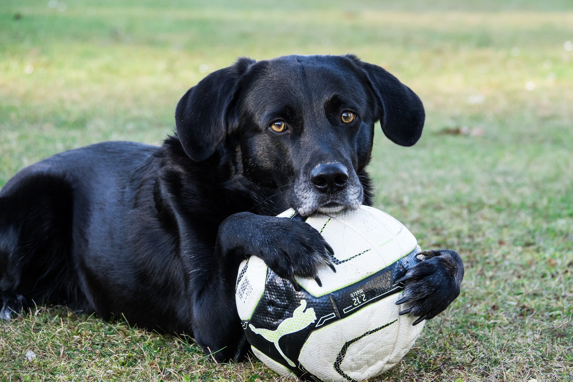 5 Fun Dog Tricks to Teach Your Dog