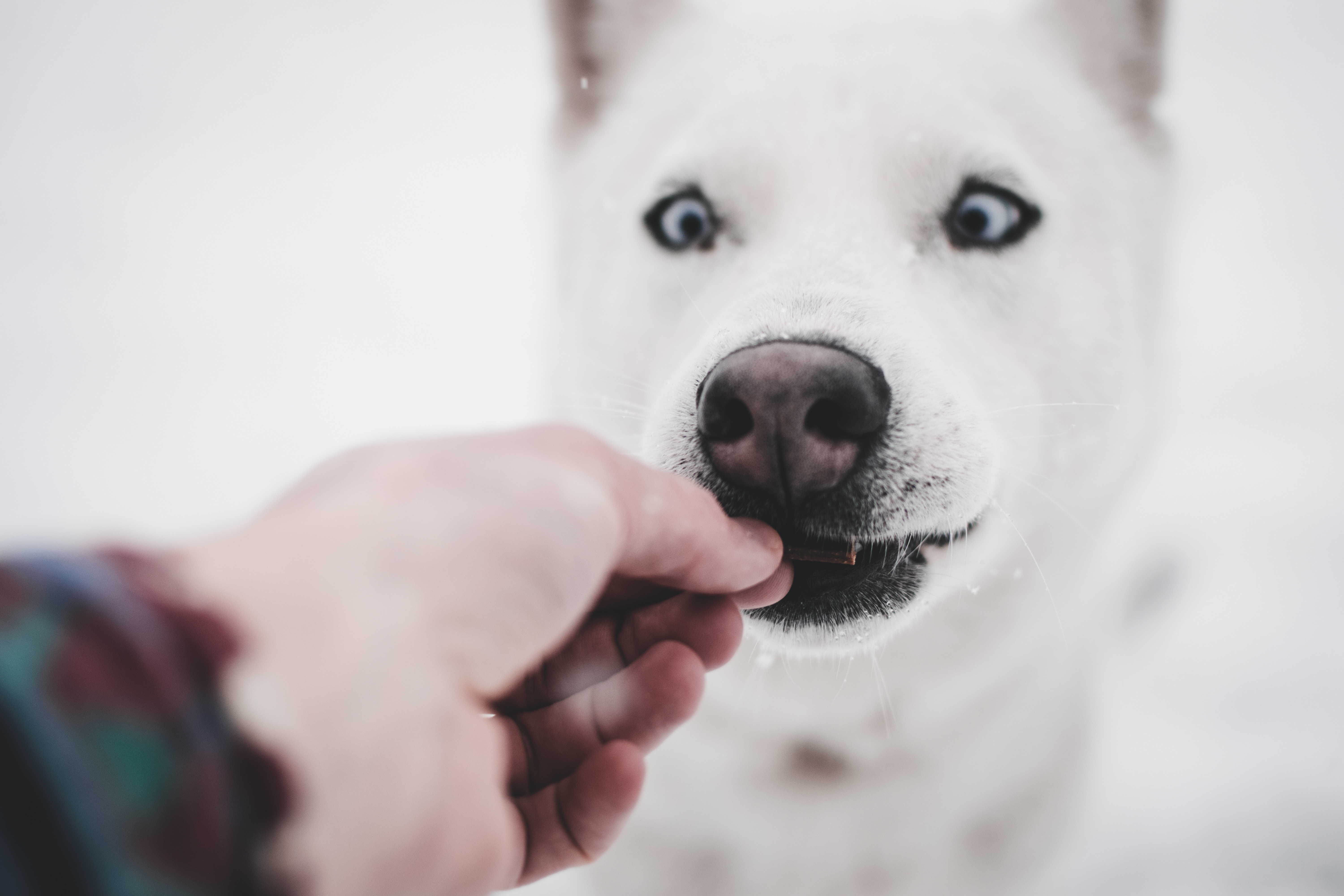 dog eating a high quality dog food