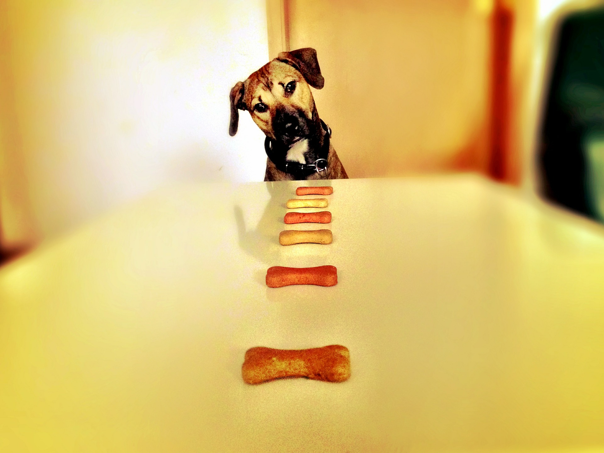 Dog looking at dog training treats on table