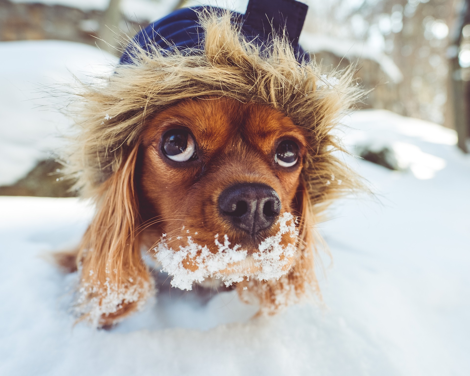 Protect Those Dog Paws This Winter!