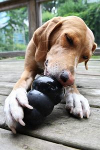 Dog enjoying a Kong stuffed with creative Kong recipes