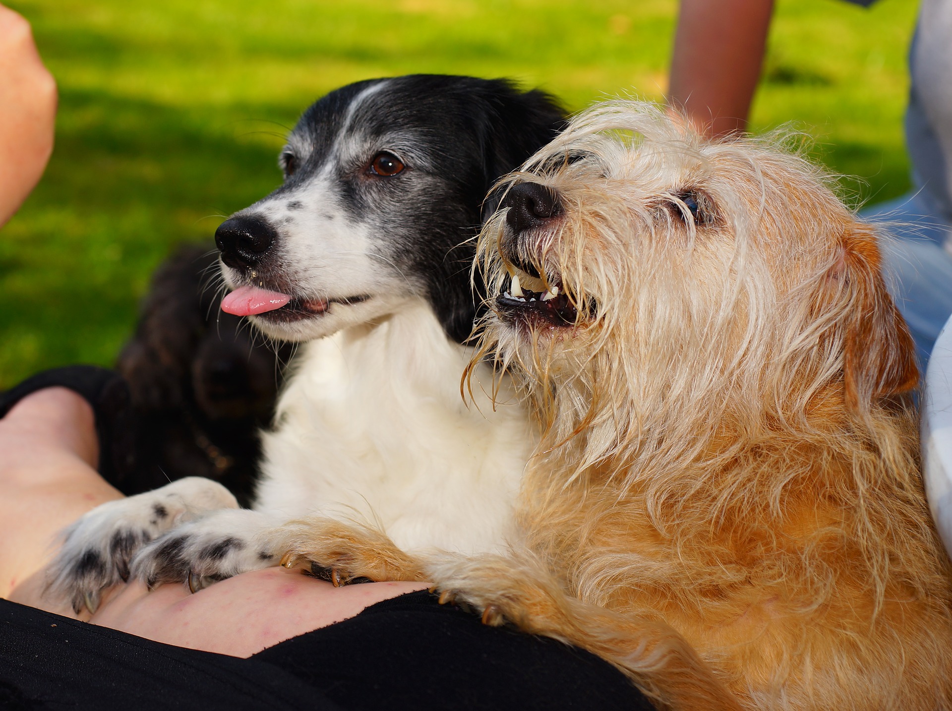 Dogs begging for creative Kong recipes