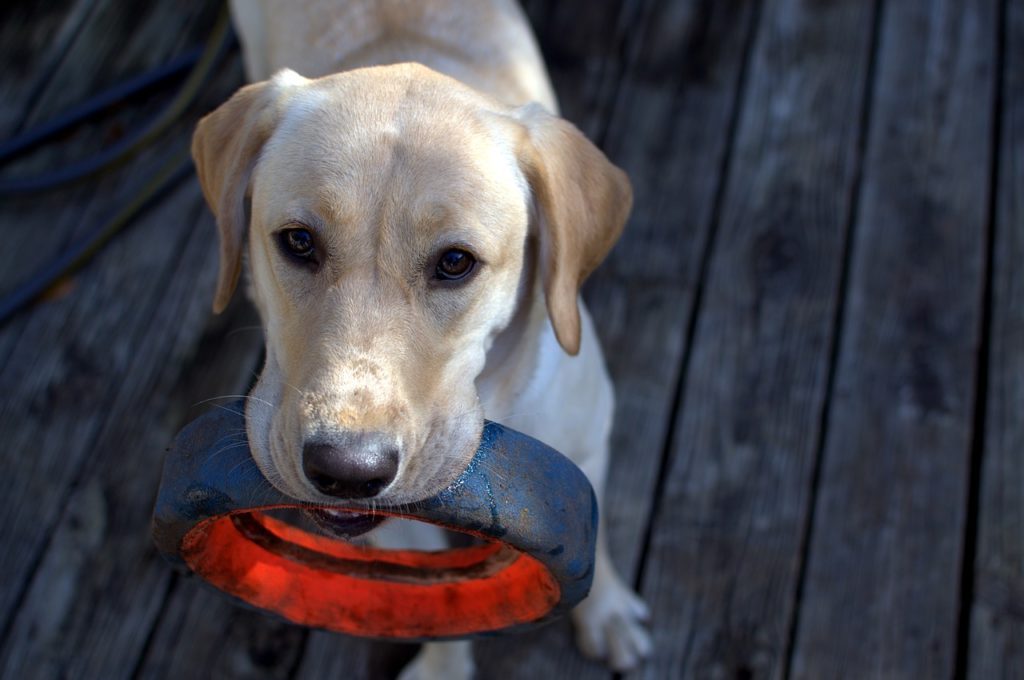 How to Teach Your Dog to Play Fetch