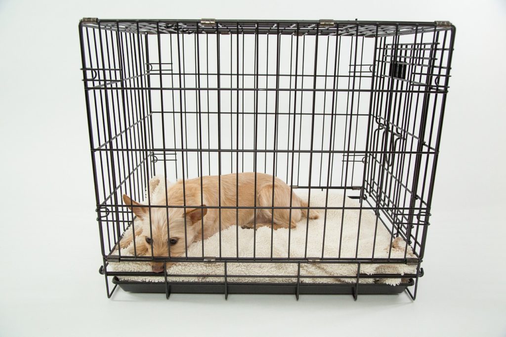 Crate Training a Puppy: Suggestions for Success!