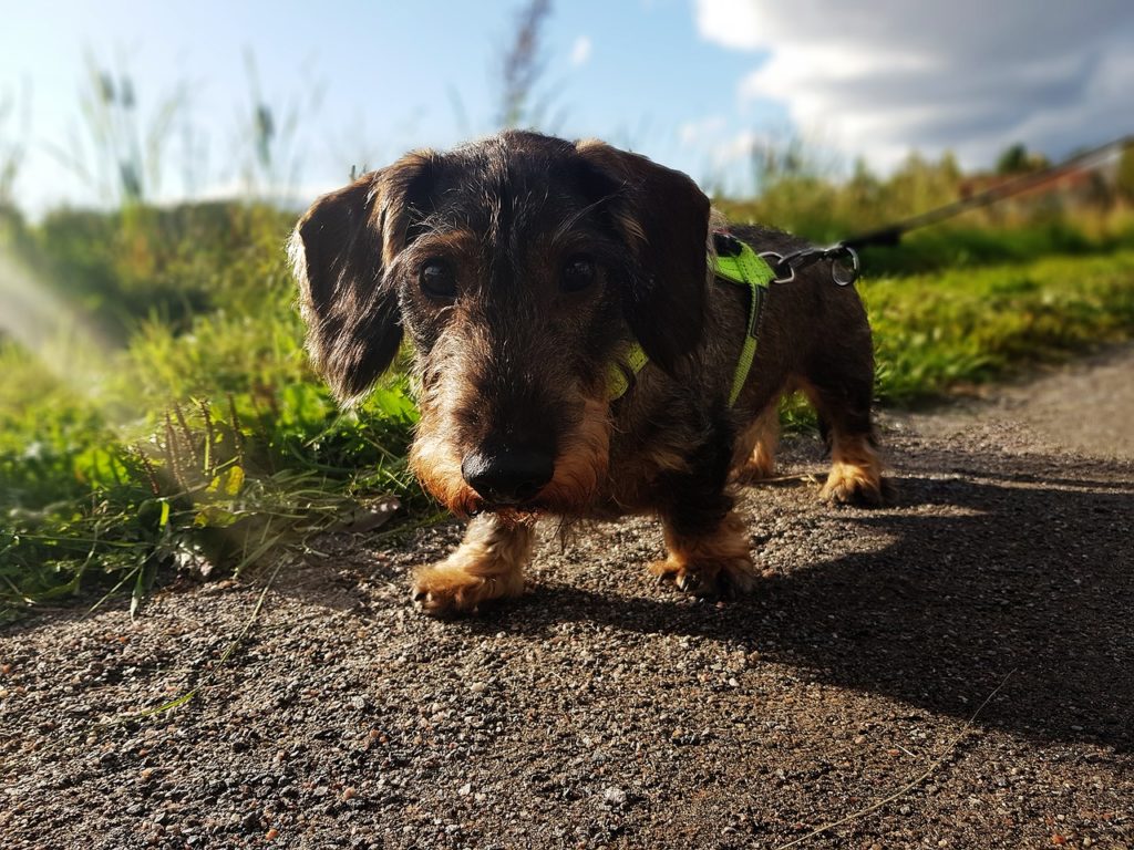 A Dog Collar Versus a Dog Harness