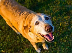 An old lab showing how important it is to make life easier for your senior dog