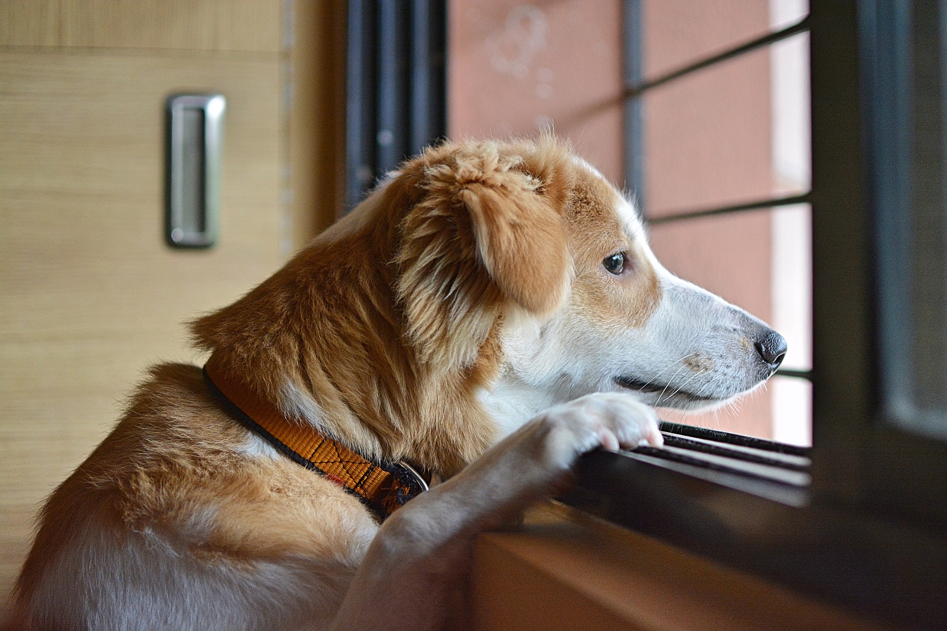 Dealing With Your Dog’s Separation Anxiety