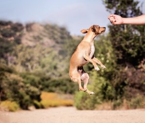 Using treats to train a dog faster