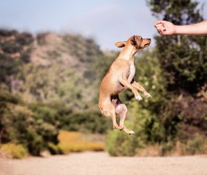 5 Tips to Help Train a Dog Faster