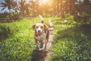 A running dog, which will help your dog lose weight