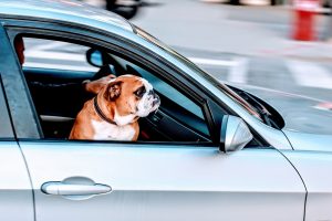 Training Tips for Traveling With Your Dog