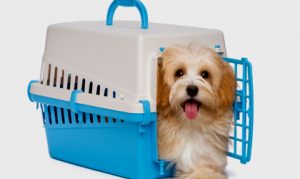 Crate Training