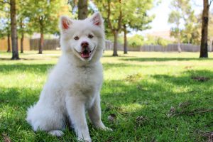 Puppy sitting on grass asking dog training questions