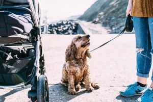 Dog on leash sitting and looking up