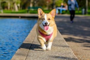Dog running
