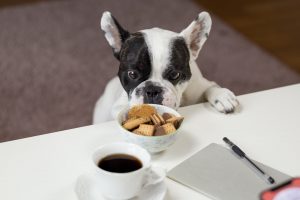 Picky eater bulldog stealing food