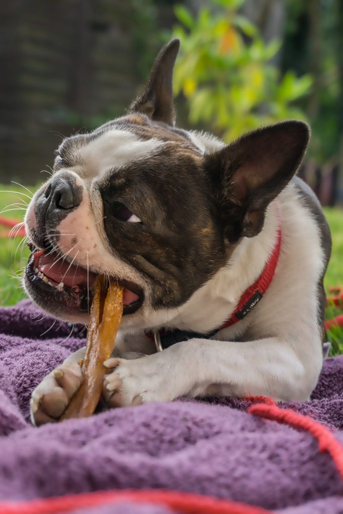 A chew is a good way to stop a dog from digging