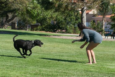4 Effective Ways to Mentally Stimulate Your Active Dog