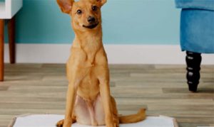 indoor potty training