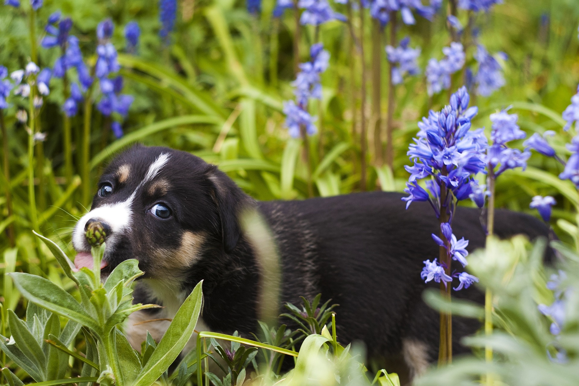 Puppy in a sensory garden for dogs