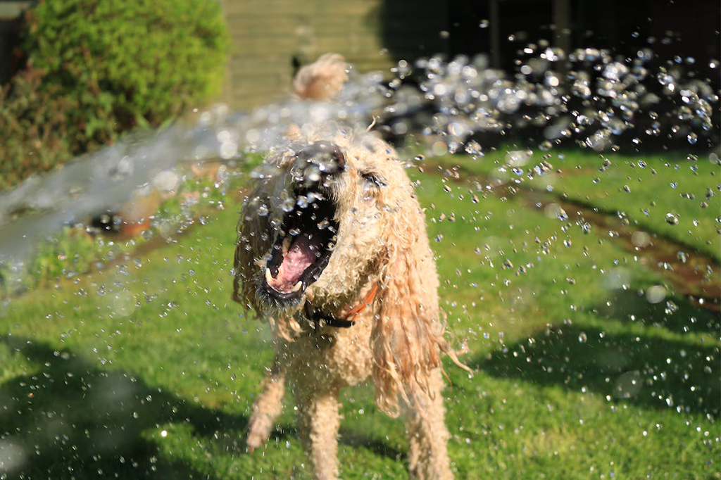 8 Ways to Keep a Dog Cool in the Summer