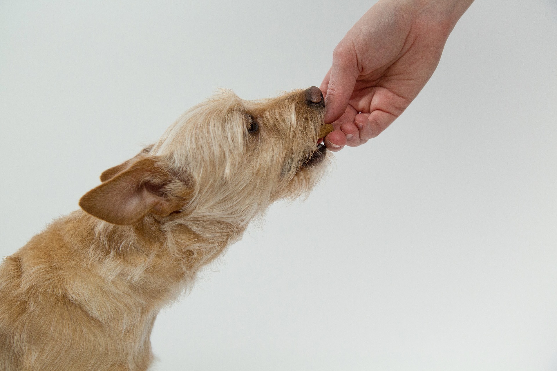 Dog eating homemade dog treats