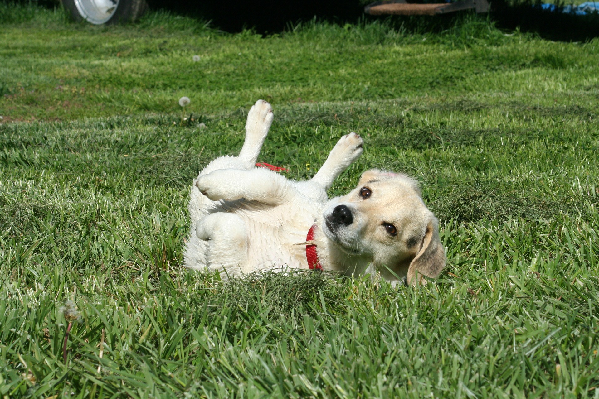 Dog itching on grass