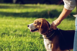Man walking a reactive dog
