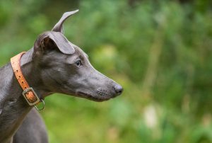 Whippet with high prey drive