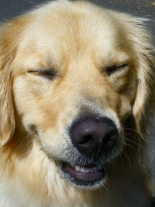 A labrador doing a submissive grin, which is an example of dog body language
