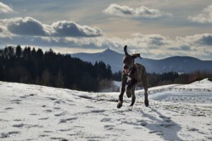 Dog playing in the snow