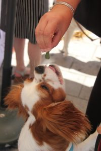 Giving a dog a treat 