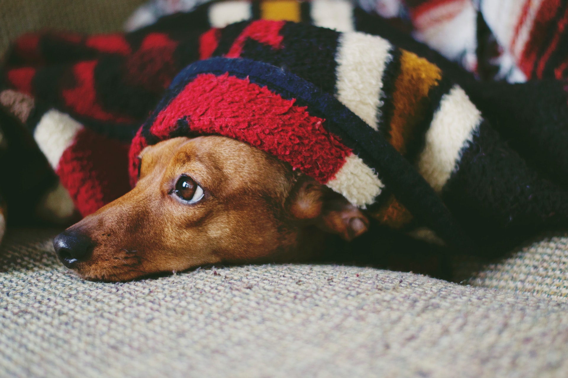 Sick dog under blanket needs a dog first aid kit
