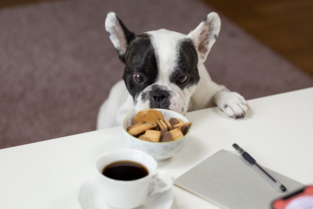 Picky eater bulldog stealing food