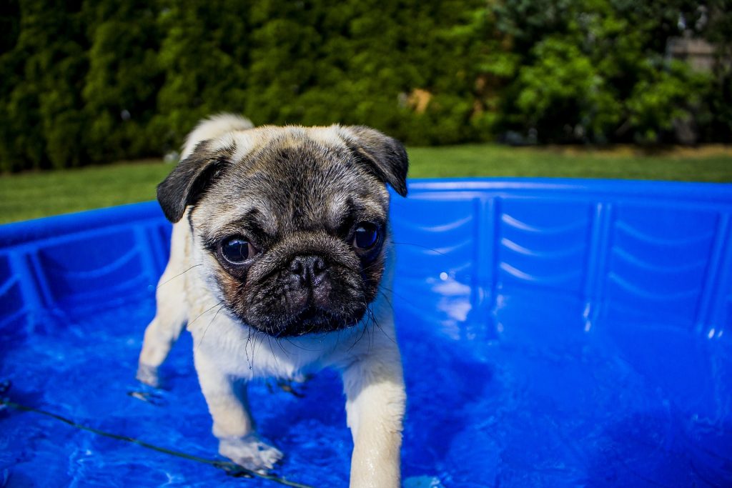 Pug in paddling pool in sensory garden for dogs