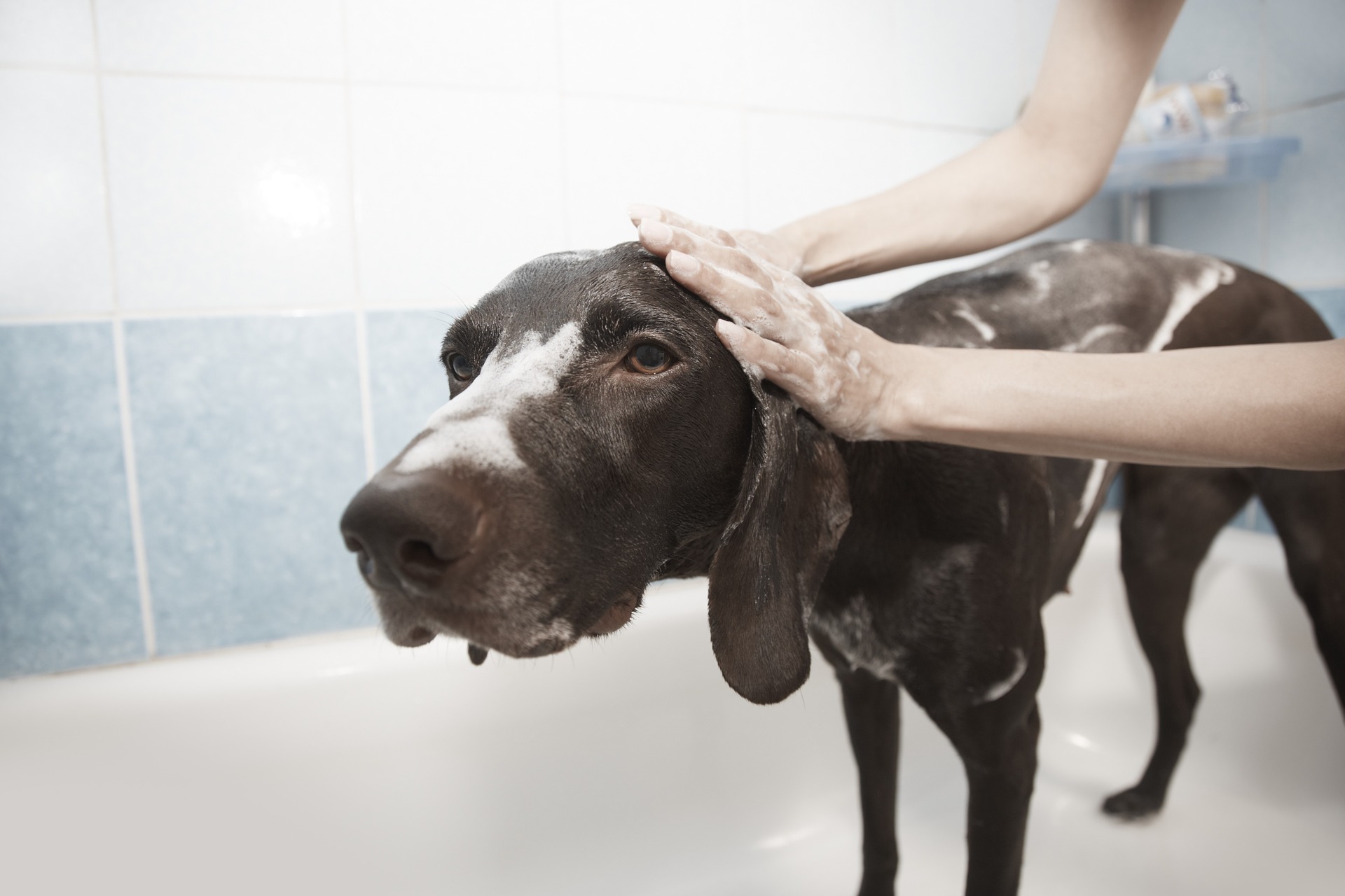 Woman trying to bathe and groom an aggressive dog