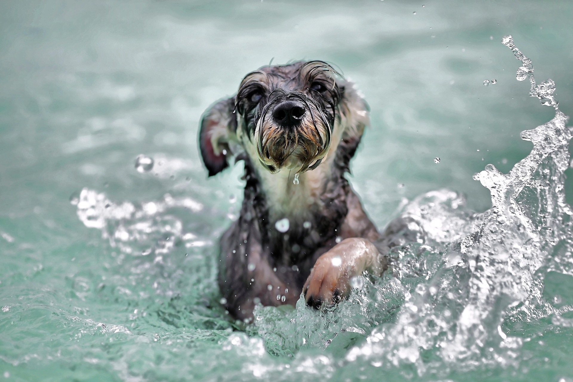 Swimming is a great way to keep a dog cool in the summer