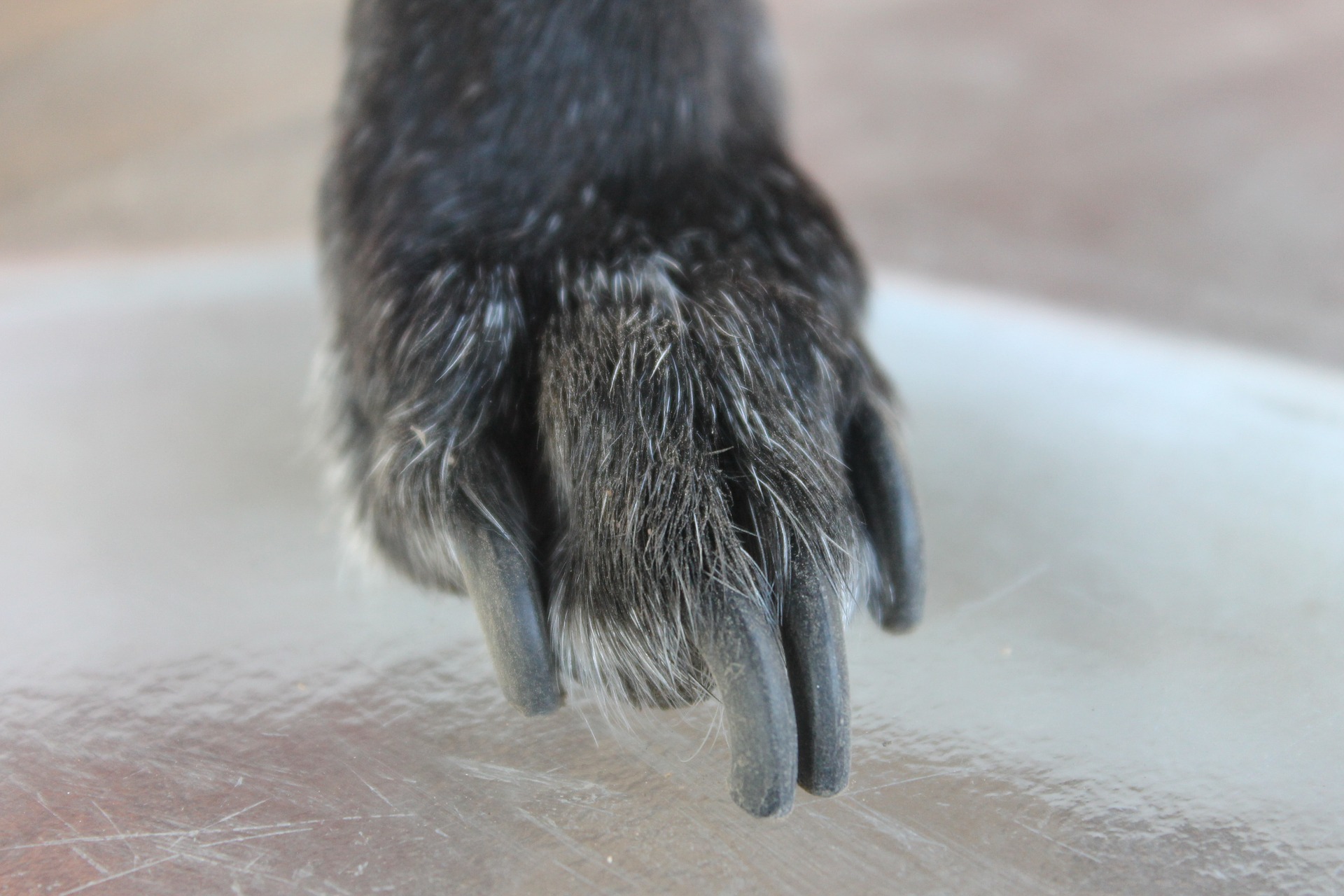 Cut your dog's nails when they get too long