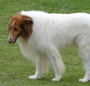 Collie (Rough-coated)