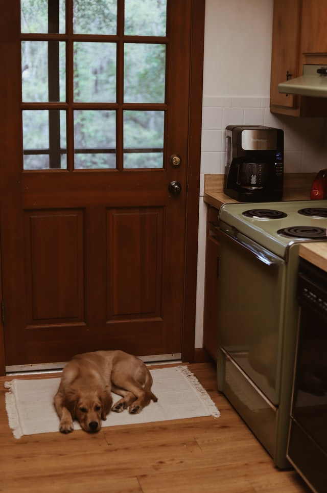 Golden Retriever puppy lying calmly on kitchen floor