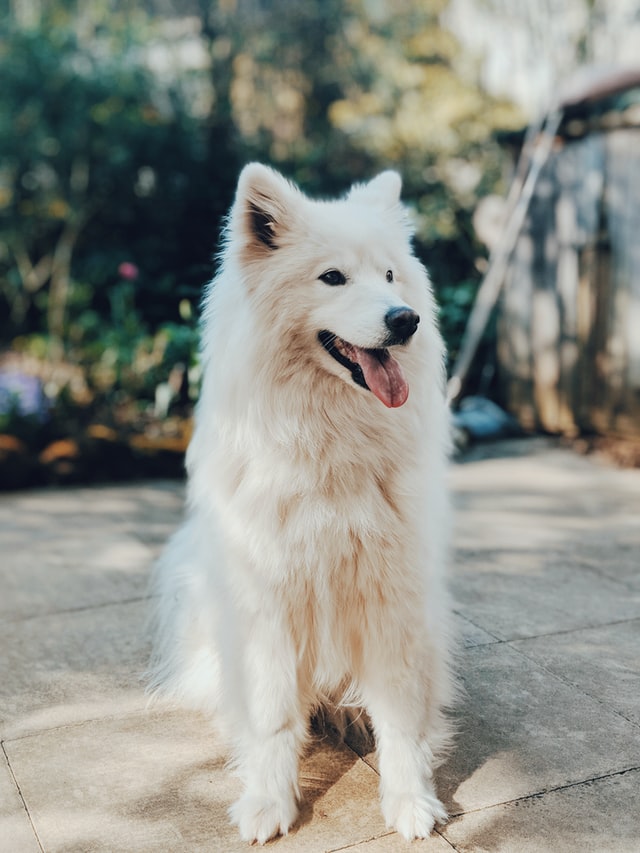 fluffy white dog sitting on tile