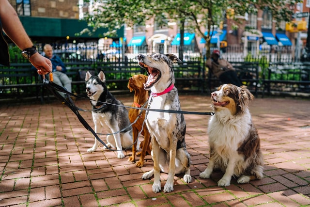 pack of dogs sitting in park with leashes held by walker