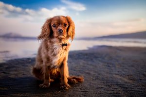 Teach a dog to pose for photos by training him to look at the camera when on the beach
