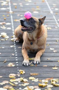 Dog with ball on his head showing how you can train a dog faster
