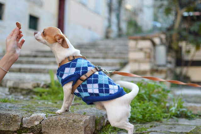 side view of brown and white Chihuahua wearing a blue sweater straining for a treat